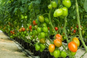 Campo-Tomate-Maiz-Elote-Agro-2