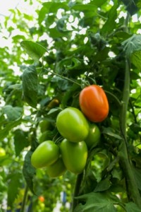 Campo-Tomate-Maiz-Elote-Agro