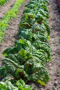 Campo-Tomate-Maiz-Elote-Agro-3