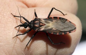 Panstrongylus megistus insect sits on finger in Argentine province of Corrientes