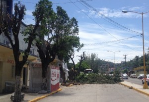 Destruyen árboles, vecinos argumentan que lo hacen por su seguridad 2