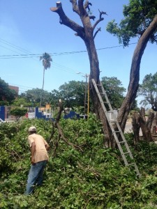 Destruyen árboles, vecinos argumentan que lo hacen por su seguridad 3