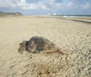 Playas del Istmo cementerio de tortugas golfinas (2)