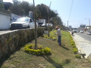 Mejora-Rosa-Nidia-Villalobos-GonzÃ¡lez-la-imagen-de-Parques-y-Jardines-1