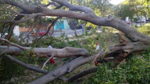 El fuerte viento derribo enorme ficus en Barrio Nuevo