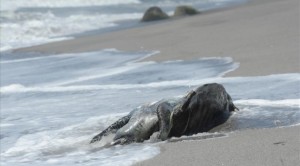 Cientos-de-tortugas-mueren-envenenadas-por-algas-toxicas-en-El-Salvador