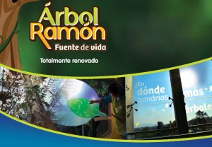 arbol_ramon