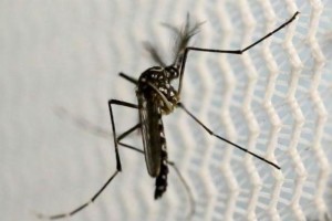 mosquito_reuters_zika_oms_y_onu_0_0